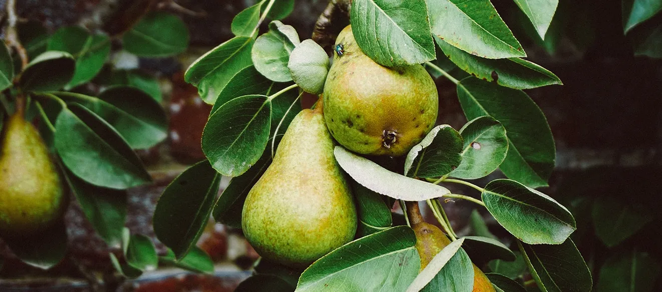 Image Manipulation working sample at ClippingPathCenter